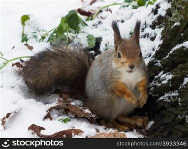 squirrel in the silver coat sitting in the snow. silvery squirrel