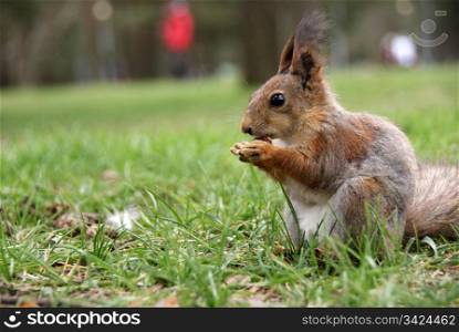 Squirrel is on a grass and eats a nut
