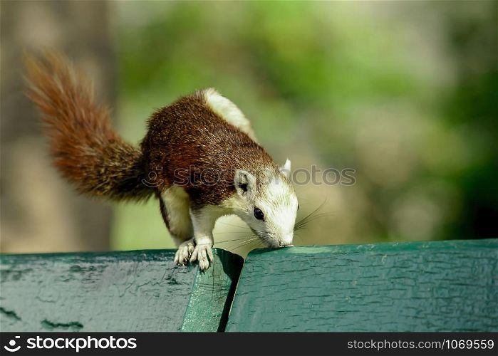 squirrel is on a green chair in a park.