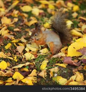 squirrel jumps in the autumn forest