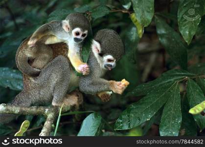 Squirrel Monkey in amazon rainforest