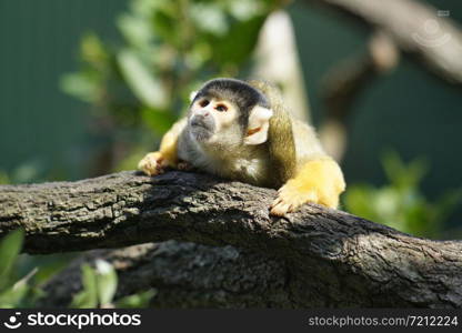 Squirrel Monkey, Mogo zoo, Tomakin road, Mogo, New South Wales in Australia. Squirrel Monkey, Mogo zoo, Tomakin road, Mogo, New South Wales, Australia