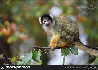 Squirrel monkey portrait close-up view