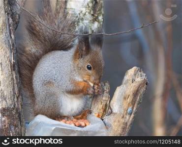squirrel on a feeding trough