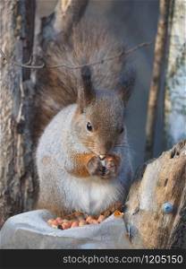 squirrel on a feeding trough