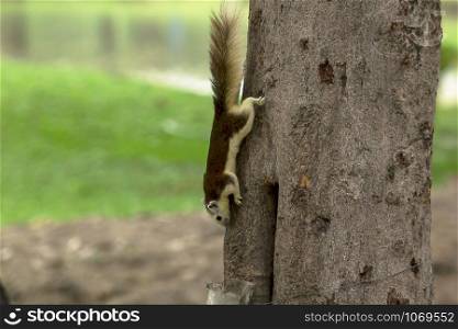 Squirrel on a tree in nature.