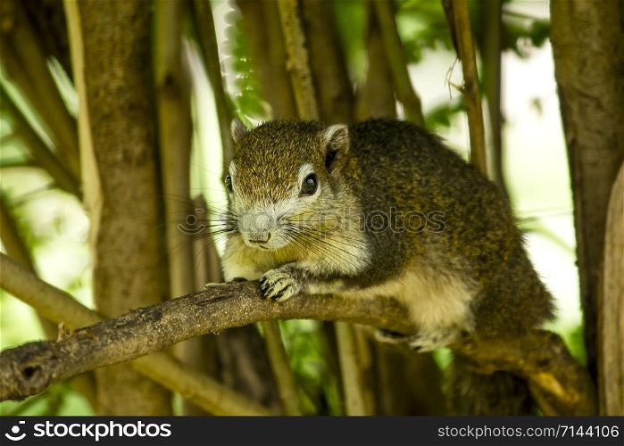 Squirrel on a tree in nature.