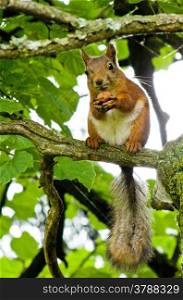 squirrel on a tree. squirrel sits on a tree and eats nuts