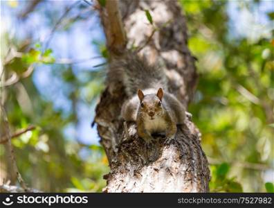 squirrel on the tree in summer park