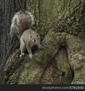 Squirrel on tree trunk, Manhattan, New York City, New York State, USA