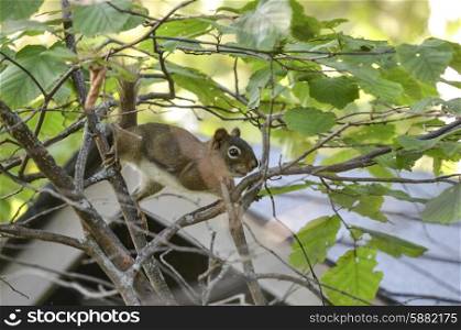 Squirrel (Sciurus carolinensis) on a tree branch, Lake Of The Woods, Ontario, Canada