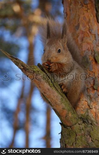 squirrel sits on a tree and gnaws a nut