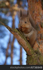 squirrel sits on a tree and gnaws a nut