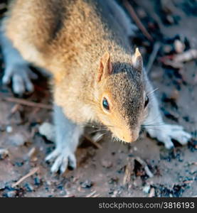 squirrel sitting on ground