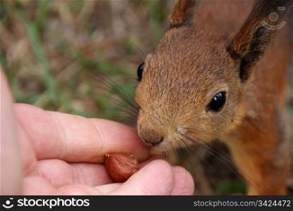 Squirrel takes from a hand a nut