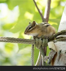 Squirrel walking along a rope on tree, Lake of The Woods, Ontario, Canada