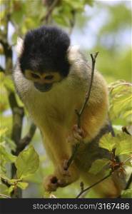 Squirrelmonkey (saimiri boliviensis) peering down the tree