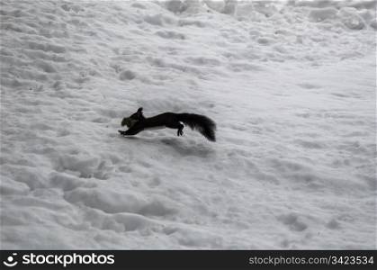 SquirreSquirrel jumping over skiing piste with moss in its muzzle