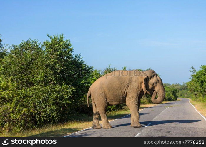 Sri Lanka elephant standing in the road