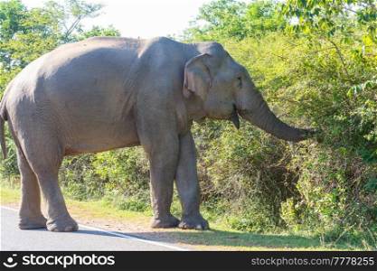 Sri Lanka elephant standing in the road