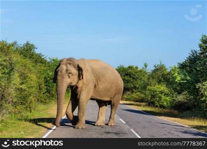 Sri Lanka elephant standing in the road