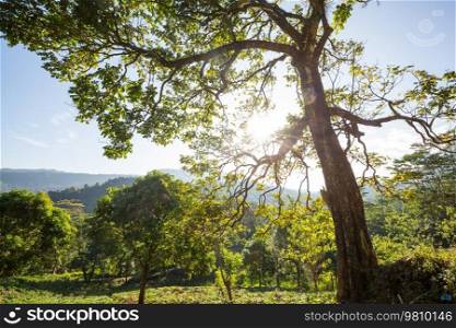 Sri Lanka landscapes - tea plantations in the mountains