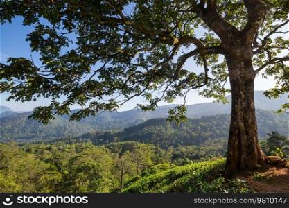 Sri Lanka landscapes - tea plantations in the mountains