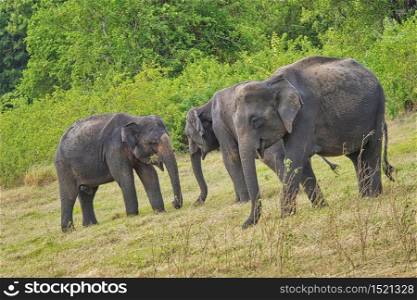 Sri Lankan Elephant, Elephas maximus maximus, Minneriya National Park, Sri Lanka, Asia