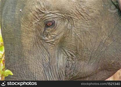 Sri Lankan Elephant, Elephas maximus maximus, Udawalawe National Park, Sri Lanka, Asia. Sri Lankan Elephant, Udawalawe National Park, Sri Lanka