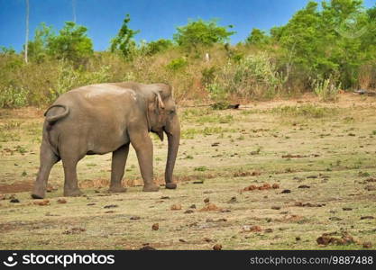 Sri Lankan Elephant, Elephas maximus maximus, Udawalawe National Park, Sri Lanka, Asia