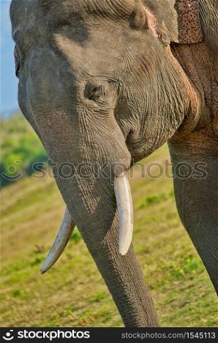 Sri Lankan Elephant, Elephas maximus maximus, Wilpattu National Park, Sri Lanka, Asia