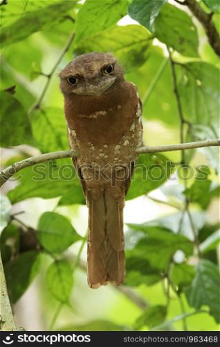 Sri Lankan Frogmouth, female, Batrachostomus moniliger, Salim Ali Bird Sanctuary, Thattekad, Kerala, India