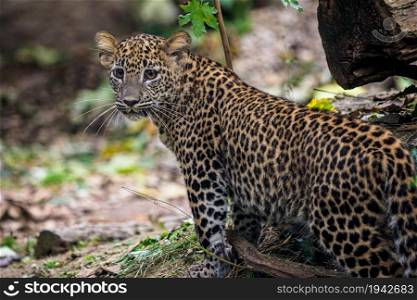 Sri Lankan leopard cub, Panthera pardus kotiya