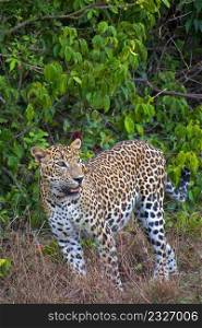 Sri Lankan Leopard, Kotiya, Chiruththai, Pantera pardus kotiya, Wilpattu National Park, Sri Lanka, Asia
