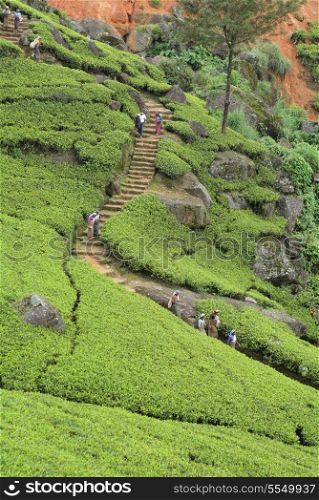 Sri Lankan workers wend their way down a path through a tea plantation in the central highlands of the South Asian country