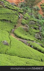 Sri Lankan workers wend their way down a path through a tea plantation in the central highlands of the South Asian country
