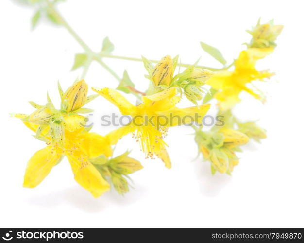 St. John&rsquo;s wort flowers on a white background