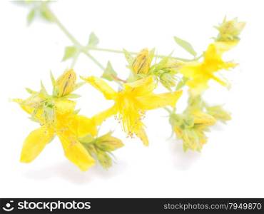 St. John&rsquo;s wort flowers on a white background