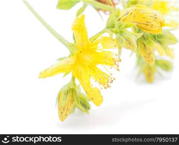 St. John&rsquo;s wort flowers on a white background