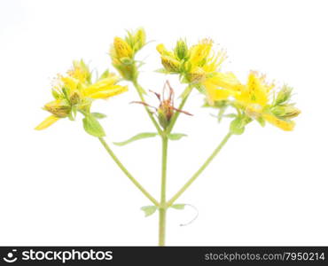 St. John&rsquo;s wort flowers on a white background