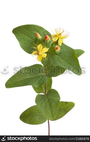 St.Johns wort in autumn with flowers and berries on white background