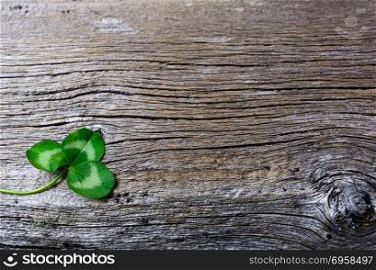 St. Patrick day greeting card with three-leaves clover Irish fes. St. Patrick day greeting card with three-leaves clover Irish festival symbol. Shamrock on old wooden background. Copy space.