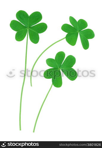 St. Patrick&rsquo;s clover border isolated on white background