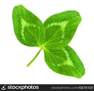 St. Patrick&rsquo;s Day symbol. Lucky shamrock clover green heart-shaped leaves isolated on white background in 1:1 macro lens shot