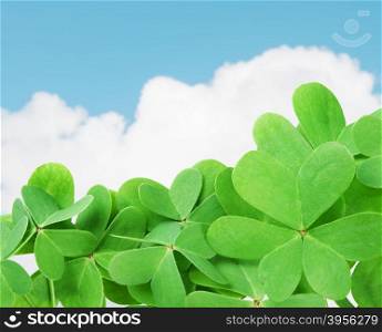 St. Patrick&rsquo;s green clover against cloudy sky.&#xA;Selective focus&#xA;