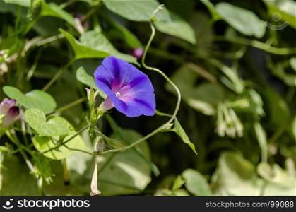 Stack leaves and one purple bloom of convolvulus flower growing in garden, Sofia, Bulgaria