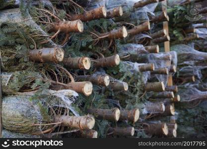 Stack Of Christmas Trees Cut And In Nets Ready To Be Sold