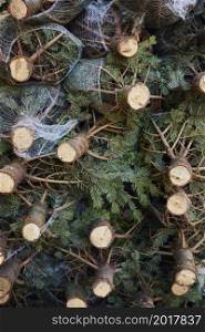 Stack Of Christmas Trees Cut And In Nets Ready To Be Sold