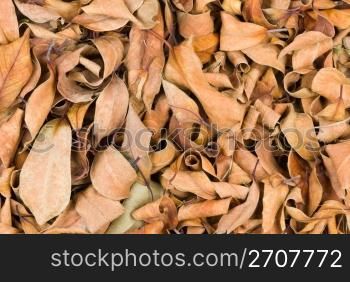 Stack of dry leaves in winter. natural background.