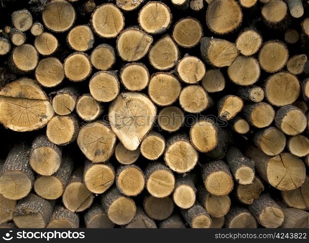 Stack of logs for firewood by a large plan